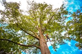 Best Arborist Consultation Services  in La Habra, CA