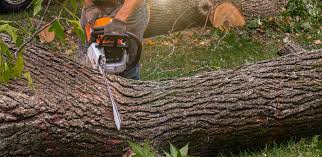 Best Weed Control  in La Habra, CA