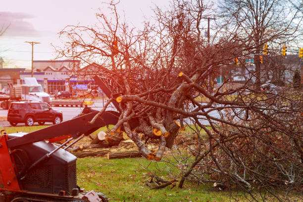 Best Stump Grinding and Removal  in La Habra, CA