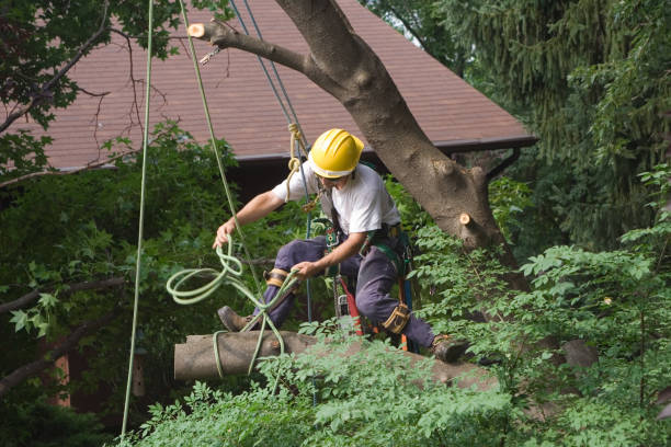 Best Grass Overseeding  in La Habra, CA