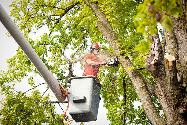Best Tree and Shrub Care  in La Habra, CA