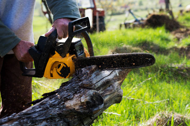 Best Stump Grinding and Removal  in La Habra, CA