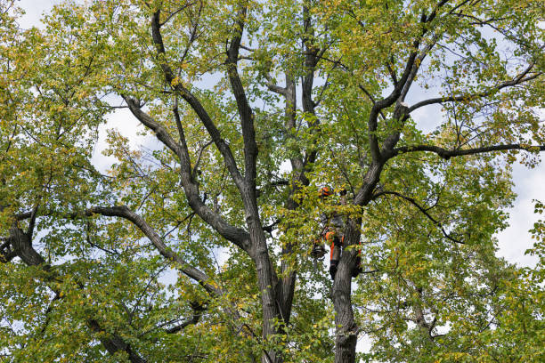  La Habra, CA Tree Care Pros